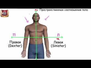 anatomical landmarks and terminology