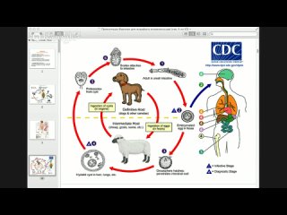 02 frolov yu a. - how to get rid of parasites (folk methods) [05/27/2014]